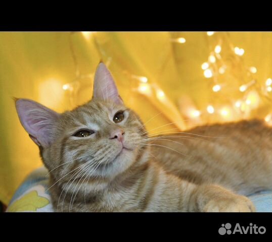 Рыжее счастье ищет свою семью