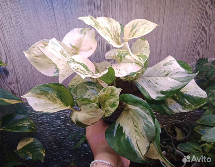 Эпипремнум white marbl,Марбл Квин,хеппи лиф,н Джой