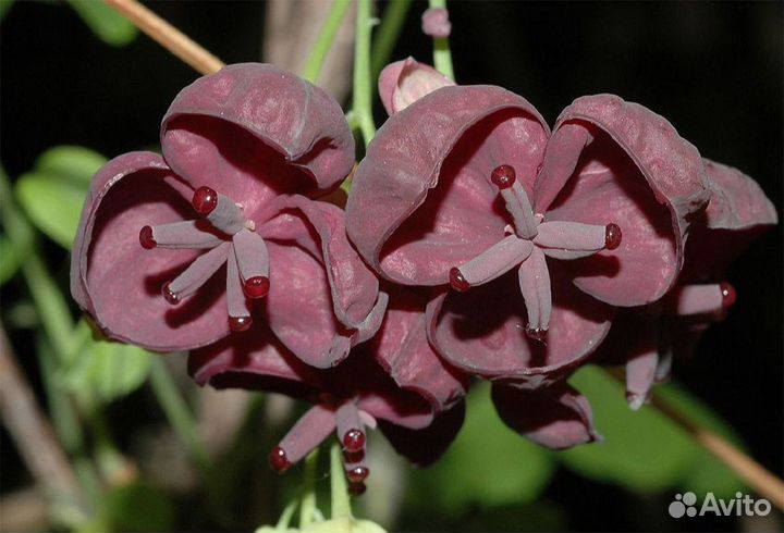 Акебия пятерная Шоколадная лиана (Akebia quinata)