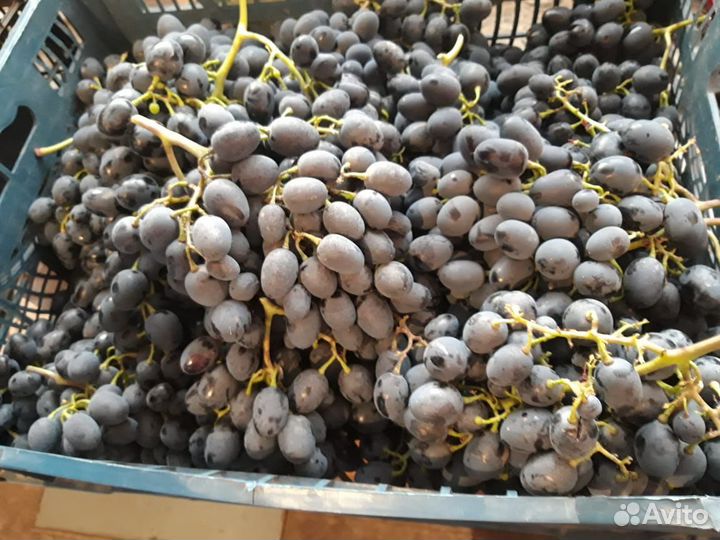 Виноград Молдова