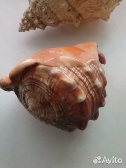 Морские раковины