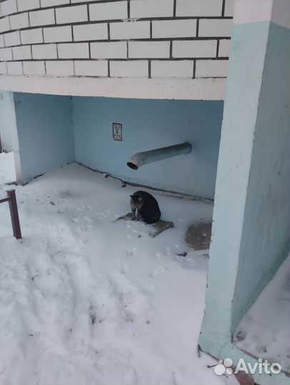 Котик в добрые руки