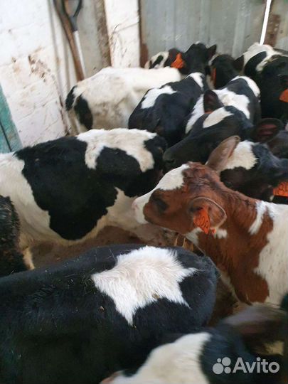 Телята бычки