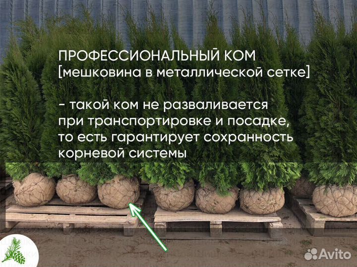 Туя Смарагд 150см. Доставка