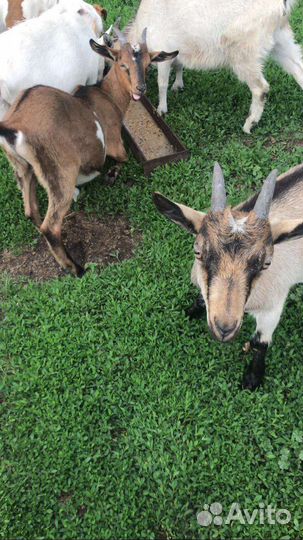 Козлята