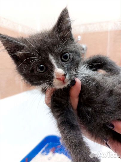 Котёнок 1 месяц от домашней кошки