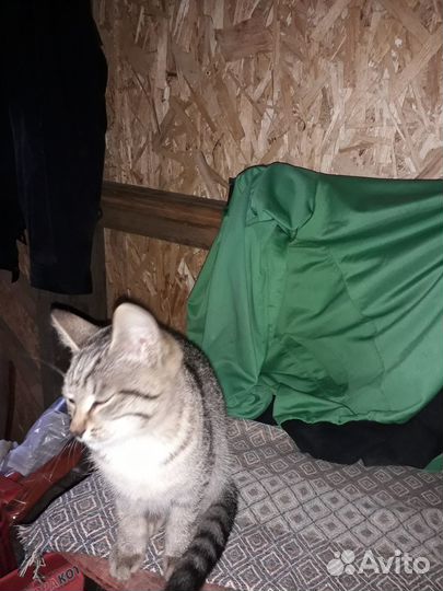 Котёнок девочка 4 месяц