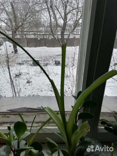 Индийский лук