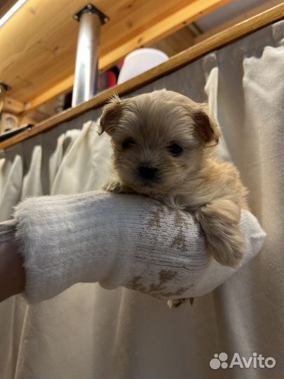 Мальтипу f1 микро