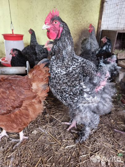 Породные петухи 5 мес