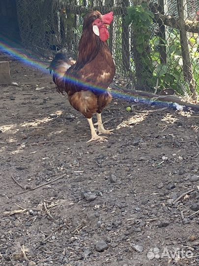 Красивенный петух