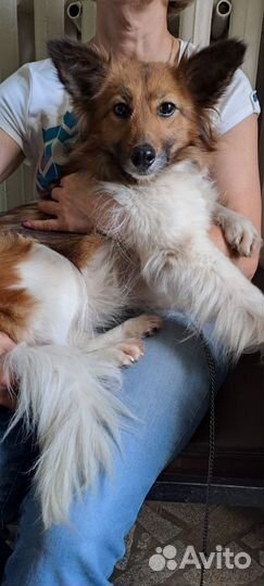 Собачка в добрые руки