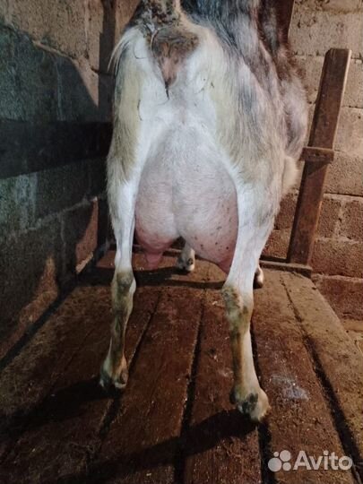 Дойные козы