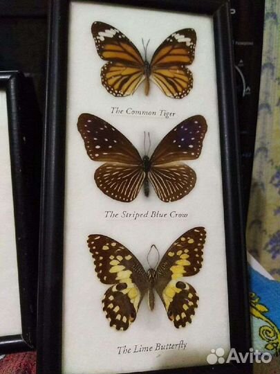 Коллекционные бабочки
