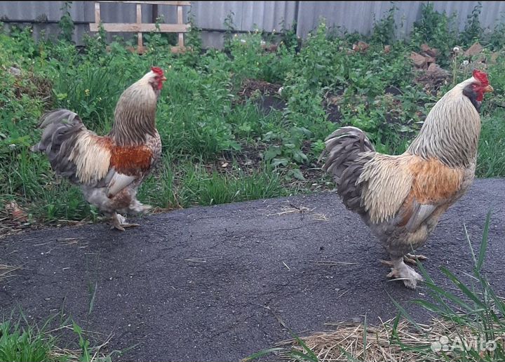 Петухи