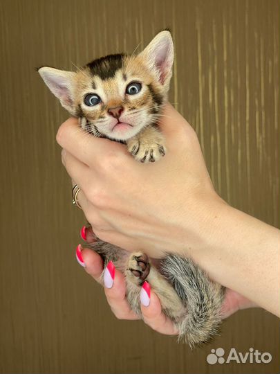Саванна котята
