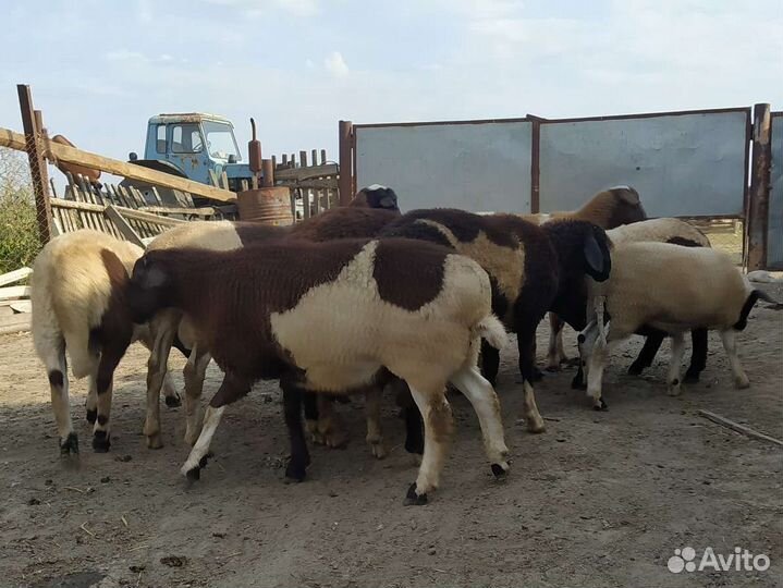 Овцы бараны ягнята