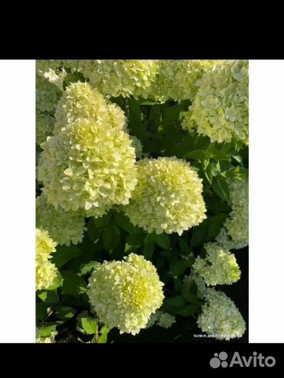 Гортензия метельчатая