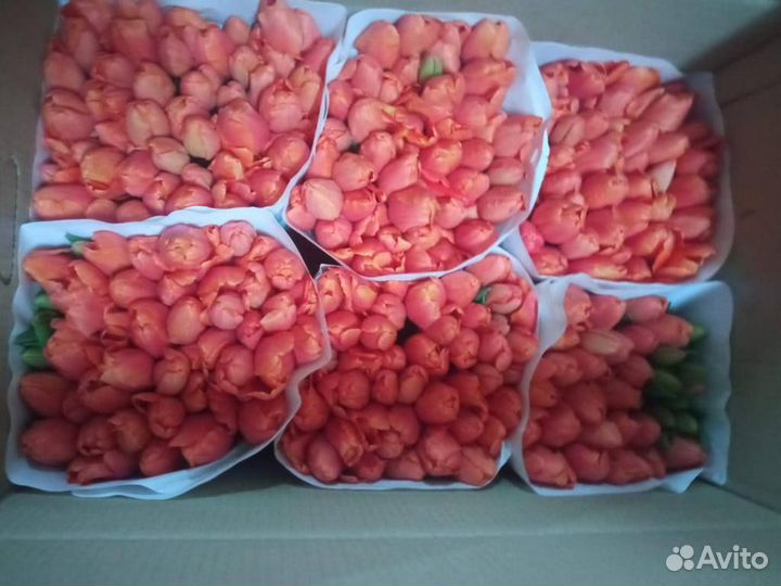 Тюльпаны к 8 марта оптом