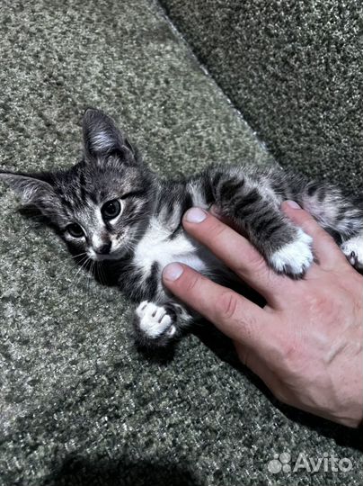 Котята ищут добрые ручки