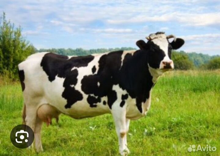 Корова высокоудойная