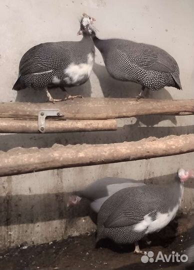 Куры петухи