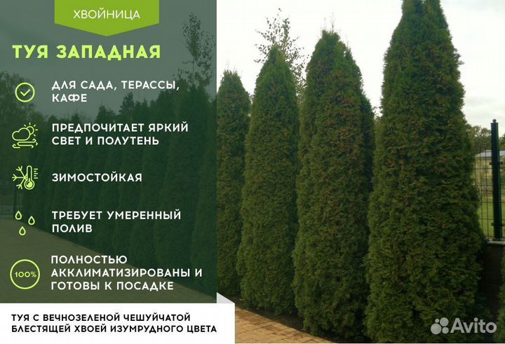 Туи крупномеры 5 м