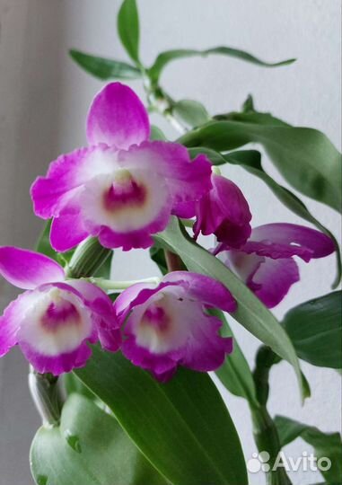 Орхидея Дендробиум,Зигопеталум