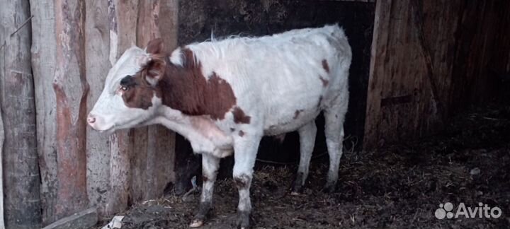 Хряк на племя