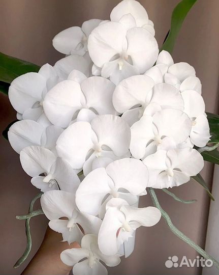 Орхидея Charming Crystal Water