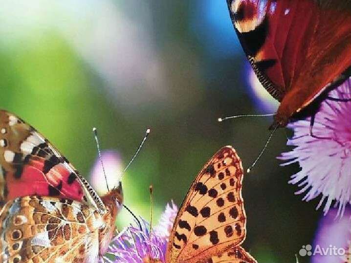 Печать фотографий, сертификатов, школьных писем