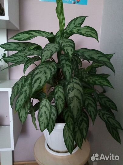 Продам цветы комнатные