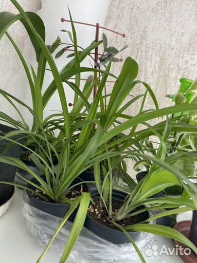 Хлорофитум