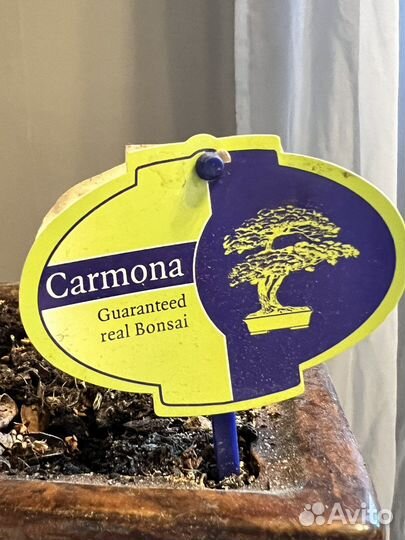Бонсай кармона