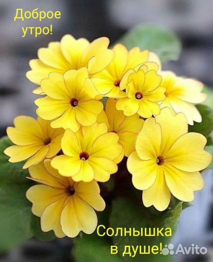 Навоз