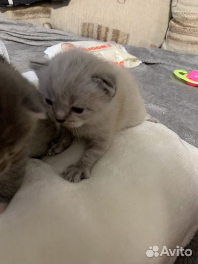 Кошки бесплатно