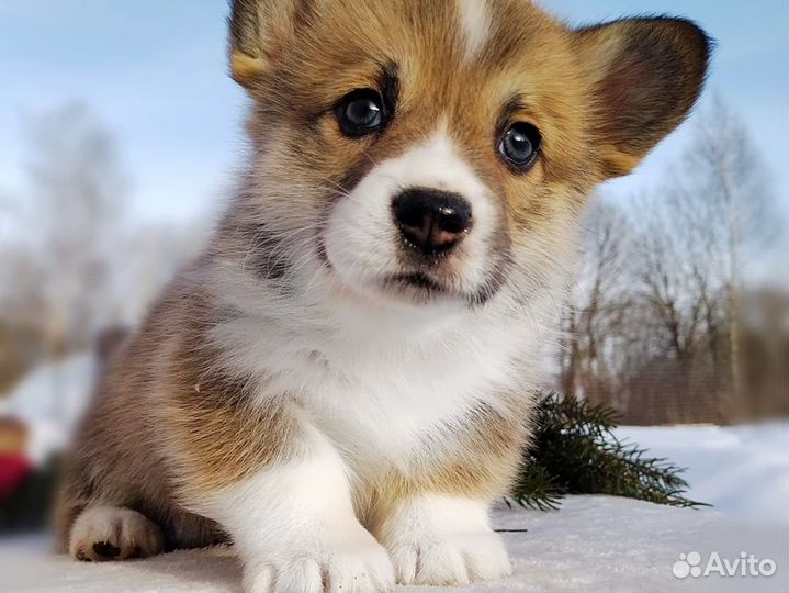 Щенки Вельш Корги Пемброк