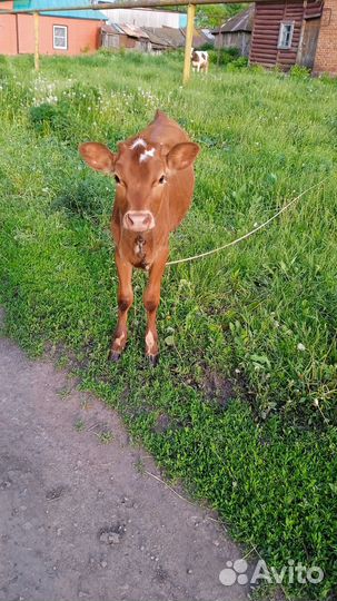 Продаётся тёлочка от домашней коровы