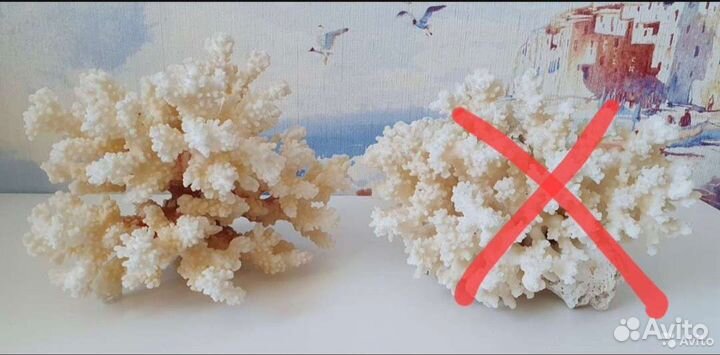 Большие морские раковины, кораллы