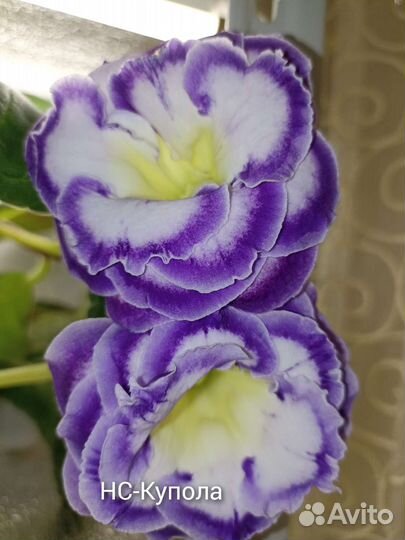 Глоксинии махровые-нс
