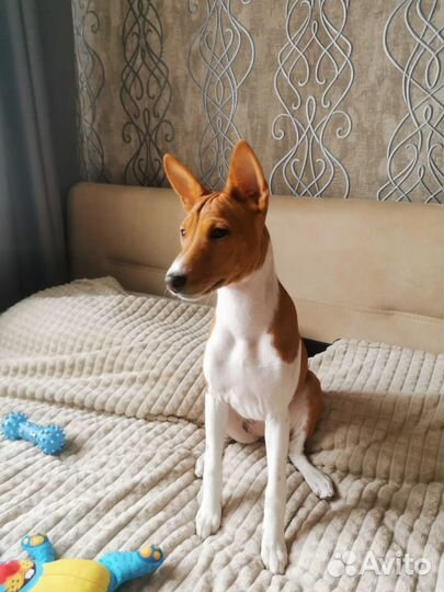 Щенки басенджи