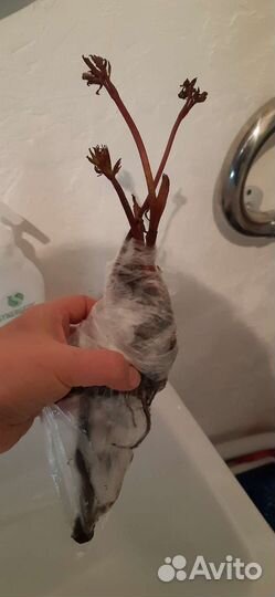 Пионы розовые, бледно-розовые, красные, фуксия