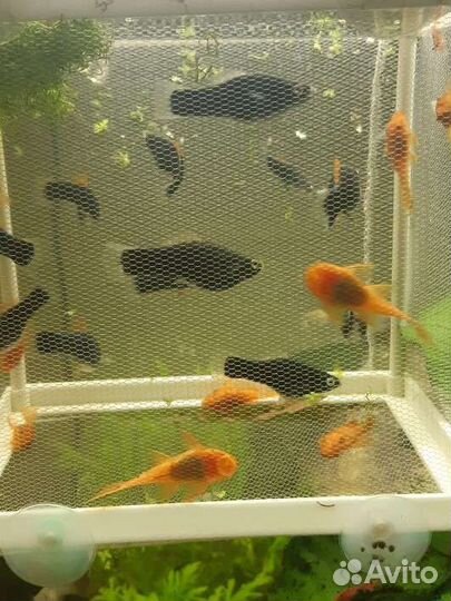 Анциструс Super Red (Супер рэд)