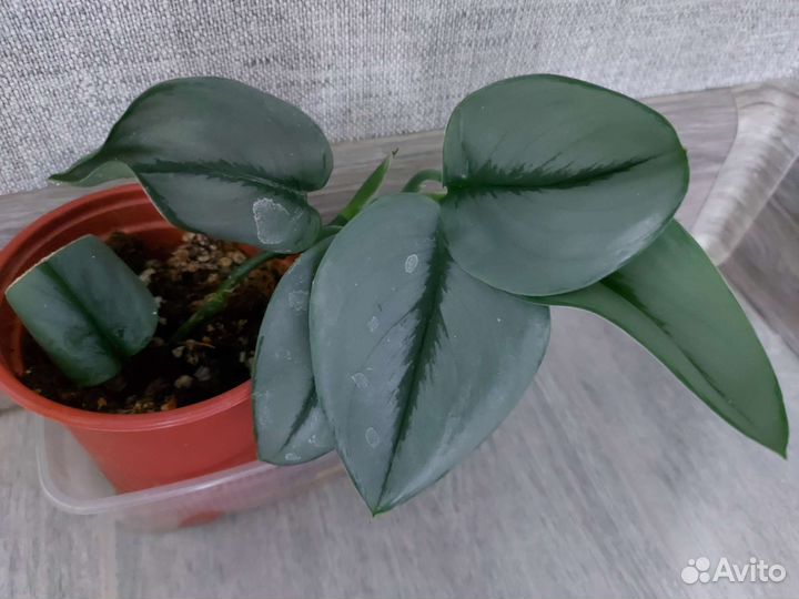 Сциндапсус мунлайт, филодендрон