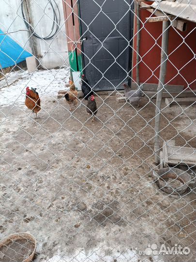 Яйца домашние куринные