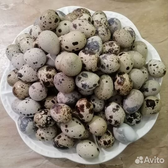 Перепелиные яйца (домашние)