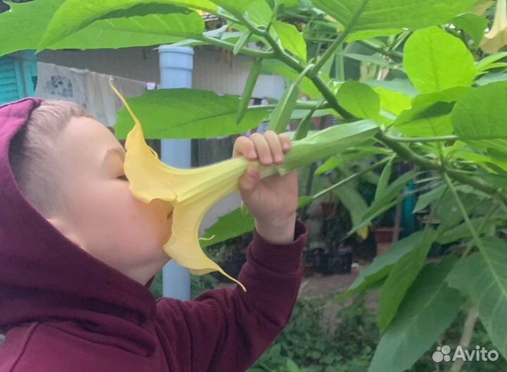 Бругмансия
