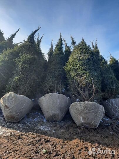 Сосна обыкновенная с доставкой и посадкой