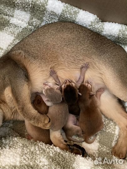 Абиссинские котята