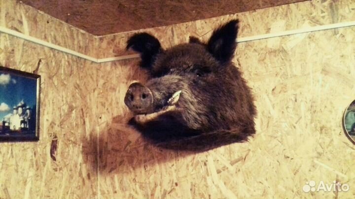 Чучело головы кабан-секач